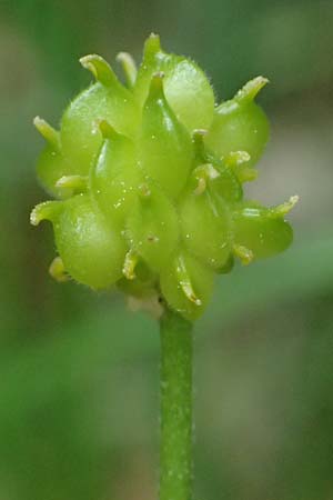Ranunculus sorviodurus \ Straubinger Gold-Hahnenfu� / Straubing Goldilocks, D Rain 8.5.2025