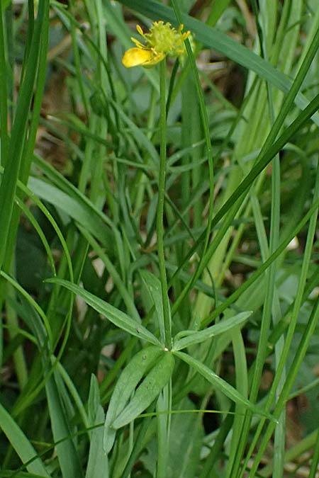 Ranunculus sorviodurus \ Straubinger Gold-Hahnenfu� / Straubing Goldilocks, D Rain 8.5.2025