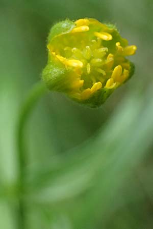 Ranunculus sorviodurus \ Straubinger Gold-Hahnenfu� / Straubing Goldilocks, D Rain 8.5.2025