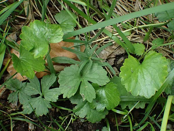 Ranunculus sorviodurus \ Straubinger Gold-Hahnenfu� / Straubing Goldilocks, D Rain 8.5.2025