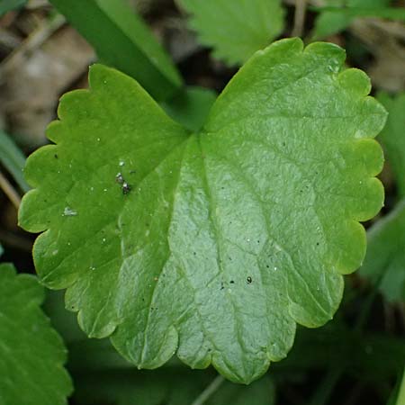 Ranunculus sorviodurus \ Straubinger Gold-Hahnenfu� / Straubing Goldilocks, D Rain 8.5.2025