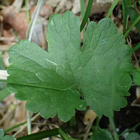 Ranunculus sorviodurus \ Straubinger Gold-Hahnenfu� / Straubing Goldilocks, D Rain 8.5.2025