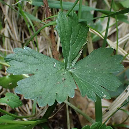 Ranunculus sorviodurus \ Straubinger Gold-Hahnenfu� / Straubing Goldilocks, D Rain 8.5.2025