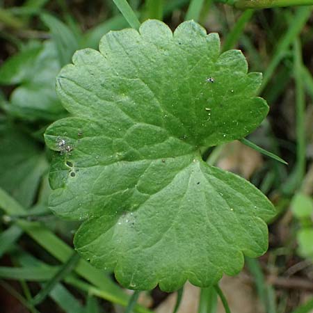 Ranunculus sorviodurus \ Straubinger Gold-Hahnenfu� / Straubing Goldilocks, D Rain 8.5.2025