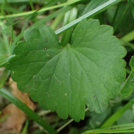 Ranunculus sorviodurus \ Straubinger Gold-Hahnenfu� / Straubing Goldilocks, D Rain 8.5.2025