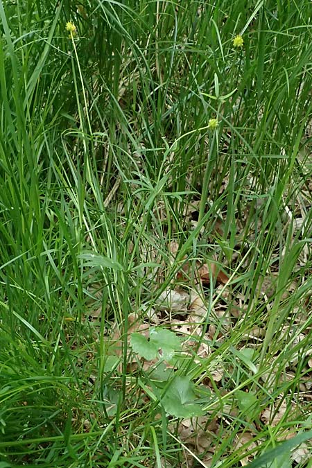 Ranunculus sorviodurus \ Straubinger Gold-Hahnenfu� / Straubing Goldilocks, D Rain 8.5.2025