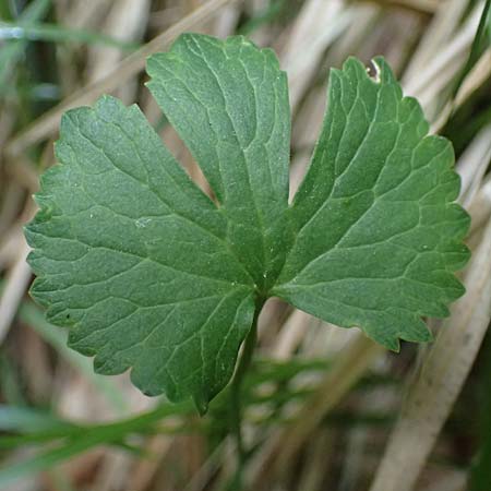 Ranunculus sorviodurus \ Straubinger Gold-Hahnenfu� / Straubing Goldilocks, D Rain 8.5.2025