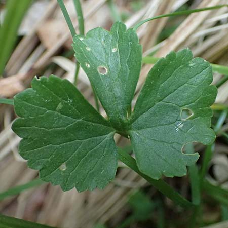 Ranunculus sorviodurus \ Straubinger Gold-Hahnenfu� / Straubing Goldilocks, D Rain 8.5.2025