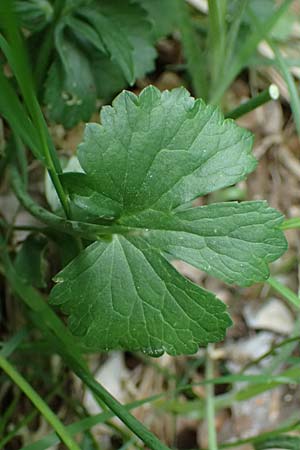 Ranunculus sorviodurus \ Straubinger Gold-Hahnenfu� / Straubing Goldilocks, D Rain 8.5.2025