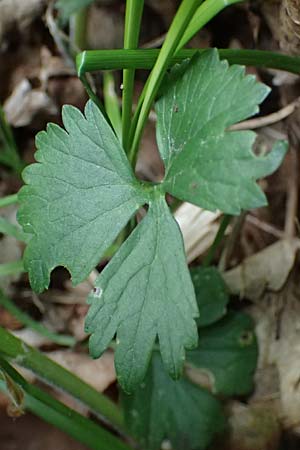 Ranunculus sorviodurus \ Straubinger Gold-Hahnenfu� / Straubing Goldilocks, D Rain 8.5.2025