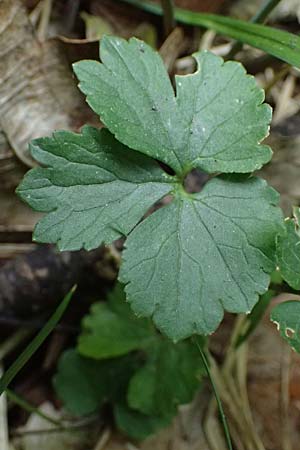 Ranunculus sorviodurus \ Straubinger Gold-Hahnenfu� / Straubing Goldilocks, D Rain 8.5.2025