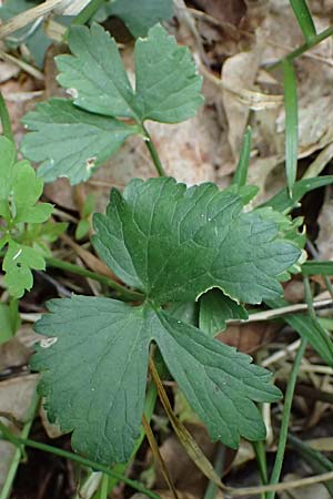Ranunculus sorviodurus \ Straubinger Gold-Hahnenfu� / Straubing Goldilocks, D Rain 8.5.2025