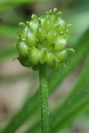 Ranunculus sorviodurus \ Straubinger Gold-Hahnenfu� / Straubing Goldilocks, D Rain 8.5.2025