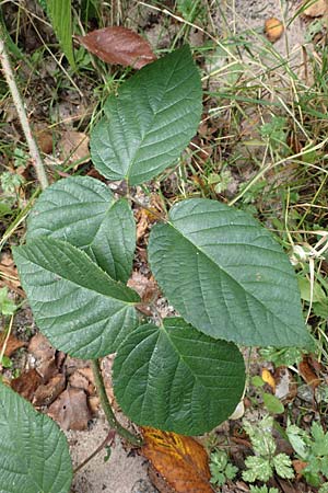 Rubus insolatus \ Herz&auml;hnliche Brombeere / Heart-Leaved Bramble, D Schwarzwald/Black-Forest, Ruhestein 17.10.2025