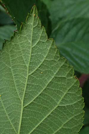 Rubus insolatus \ Herz&auml;hnliche Brombeere / Heart-Leaved Bramble, D Schwarzwald/Black-Forest, Ruhestein 17.10.2025