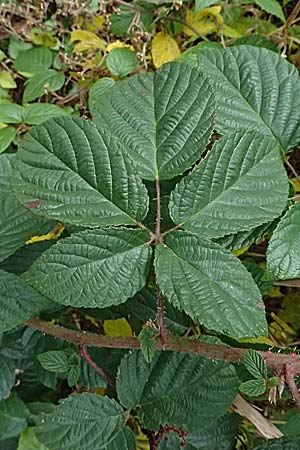 Rubus insolatus \ Herz&auml;hnliche Brombeere / Heart-Leaved Bramble, D Schwarzwald/Black-Forest, Ruhestein 17.10.2025