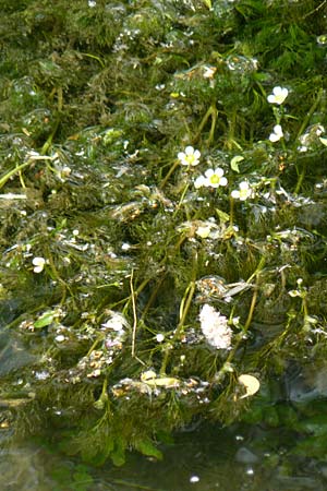 Ranunculus trichophyllus ? \ Haarbl�ttriger Wasser-Hahnenfu� / Thread-Leaved Water Crowfoot, D Ulm 2.6.2015