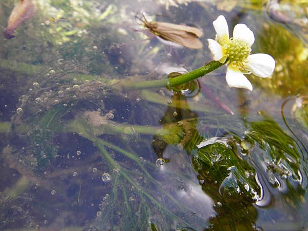 Ranunculus trichophyllus ? \ Haarbl�ttriger Wasser-Hahnenfu� / Thread-Leaved Water Crowfoot, D Ulm 2.6.2015