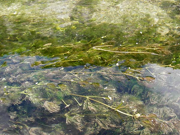 Ranunculus trichophyllus ? \ Haarbl�ttriger Wasser-Hahnenfu� / Thread-Leaved Water Crowfoot, D Ulm 2.6.2015