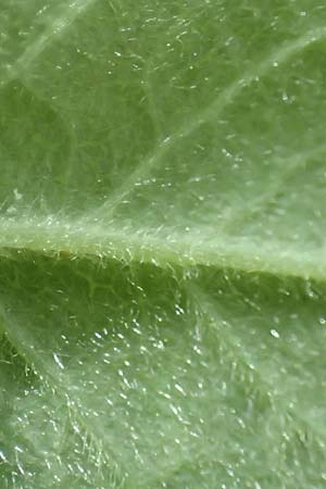 Rosa tomentosa \ Filz-Rose / Whitewoolly Rose, Harsh Downy Rose, D Breuberg 25.6.2016