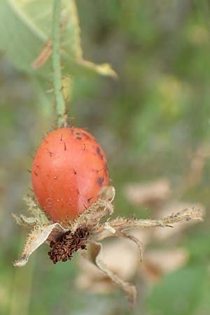 Rosa tomentosa \ Filz-Rose / Whitewoolly Rose, Harsh Downy Rose, D Wurmlingen 3.9.2016
