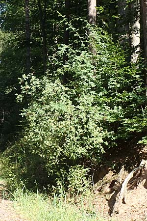 Rosa tomentosa \ Filz-Rose / Whitewoolly Rose, Harsh Downy Rose, D Breuberg 10.9.2016