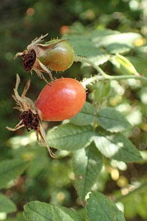 Rosa tomentosa \ Filz-Rose / Whitewoolly Rose, Harsh Downy Rose, D Breuberg 10.9.2016