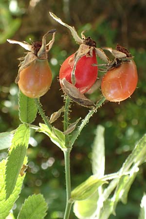 Rosa tomentosa \ Filz-Rose / Whitewoolly Rose, Harsh Downy Rose, D Breuberg 10.9.2016