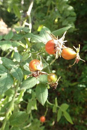 Rosa tomentosa \ Filz-Rose / Whitewoolly Rose, Harsh Downy Rose, D Breuberg 10.9.2016