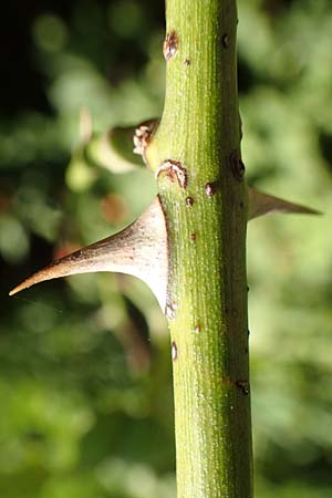 Rosa tomentosa \ Filz-Rose / Whitewoolly Rose, Harsh Downy Rose, D Breuberg 10.9.2016