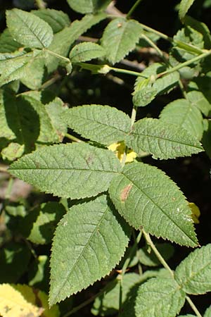 Rosa tomentosa \ Filz-Rose / Whitewoolly Rose, Harsh Downy Rose, D Breuberg 10.9.2016