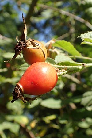 Rosa tomentosa \ Filz-Rose / Whitewoolly Rose, Harsh Downy Rose, D Breuberg 10.9.2016