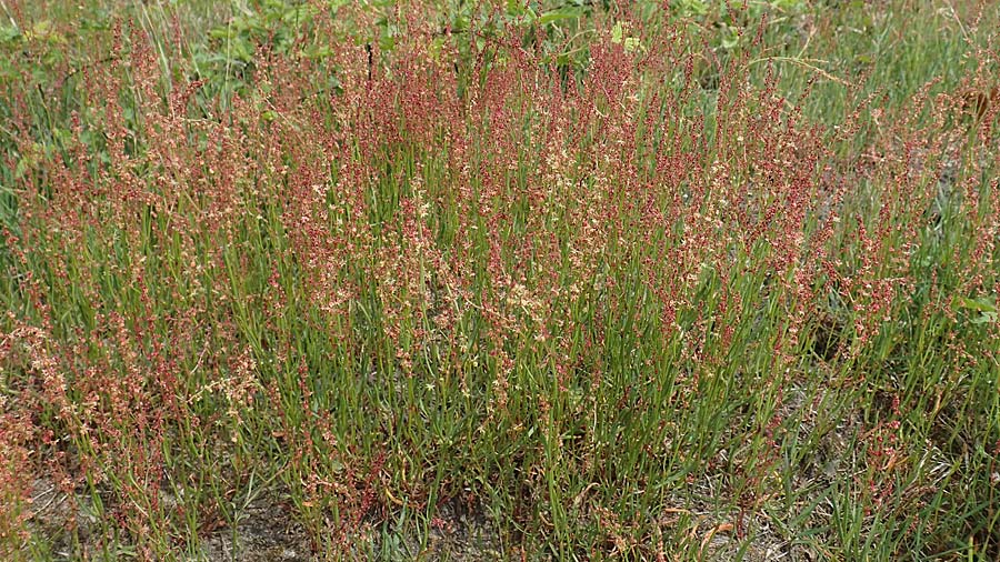 Rumex tenuifolius \ Schmalbl�ttriger Sauer-Ampfer / Narrow-Leaved Sheep's Sorrel, D Viernheim 1.5.2018