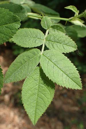 Rosa tomentosa \ Filz-Rose / Whitewoolly Rose, Harsh Downy Rose, D Breuberg 13.5.2018