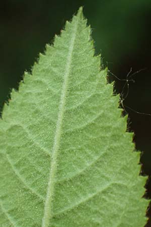 Rosa tomentosa \ Filz-Rose / Whitewoolly Rose, Harsh Downy Rose, D Breuberg 13.5.2018