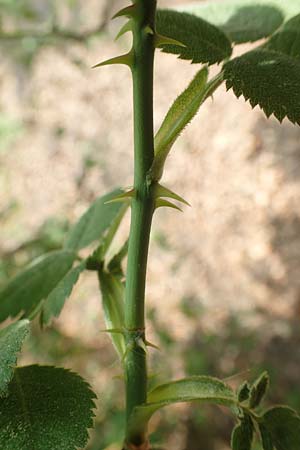 Rosa tomentosa \ Filz-Rose / Whitewoolly Rose, Harsh Downy Rose, D Breuberg 13.5.2018