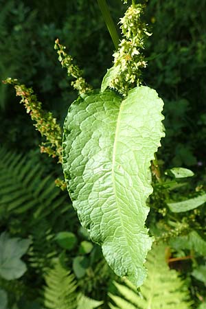 Rumex obtusifolius subsp. obtusifolius \ Stumpfblatt-Ampfer / Broad-Leaved Dock, D Ettenheimm&uuml;nster 16.7.2019
