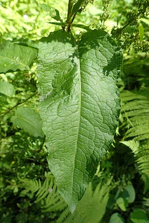 Rumex obtusifolius subsp. obtusifolius \ Stumpfblatt-Ampfer / Broad-Leaved Dock, D Ettenheimm&uuml;nster 16.7.2019