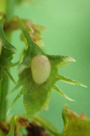 Rumex obtusifolius subsp. obtusifolius \ Stumpfblatt-Ampfer / Broad-Leaved Dock, D Ettenheimm&uuml;nster 16.7.2019