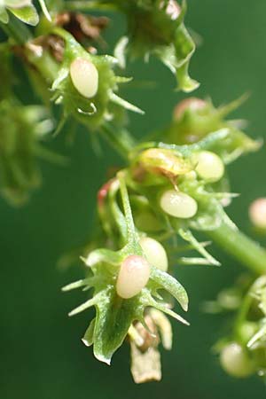Rumex obtusifolius subsp. obtusifolius \ Stumpfblatt-Ampfer / Broad-Leaved Dock, D Ettenheimm&uuml;nster 16.7.2019