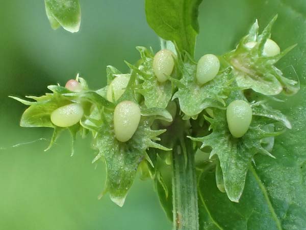 Rumex obtusifolius subsp. obtusifolius \ Stumpfblatt-Ampfer / Broad-Leaved Dock, D Ettenheimm&uuml;nster 16.7.2019