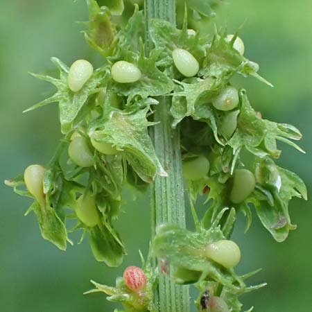 Rumex obtusifolius subsp. obtusifolius \ Stumpfblatt-Ampfer / Broad-Leaved Dock, D Ettenheimm&uuml;nster 16.7.2019