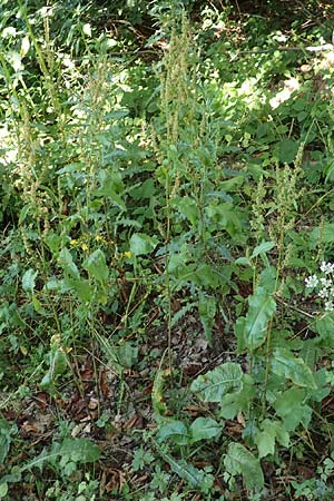 Rumex obtusifolius subsp. obtusifolius \ Stumpfblatt-Ampfer / Broad-Leaved Dock, D Ettenheimm&uuml;nster 16.7.2019