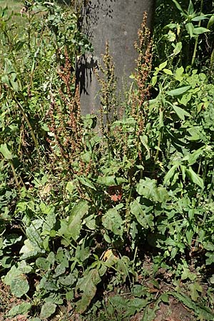 Rumex obtusifolius subsp. obtusifolius \ Stumpfblatt-Ampfer / Broad-Leaved Dock, D Ettenheimm&uuml;nster 16.7.2019