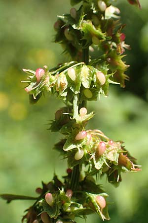 Rumex obtusifolius subsp. obtusifolius \ Stumpfblatt-Ampfer / Broad-Leaved Dock, D Ettenheimm&uuml;nster 16.7.2019