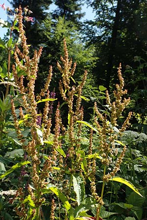 Rumex obtusifolius subsp. obtusifolius \ Stumpfblatt-Ampfer / Broad-Leaved Dock, D Ettenheimm&uuml;nster 16.7.2019