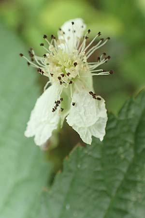 Rubus hadracanthos \ Dickstachelige Haselblatt-Brombeere / Thick-Spined Bramble, D Calden-Ehrsten 29.7.2019