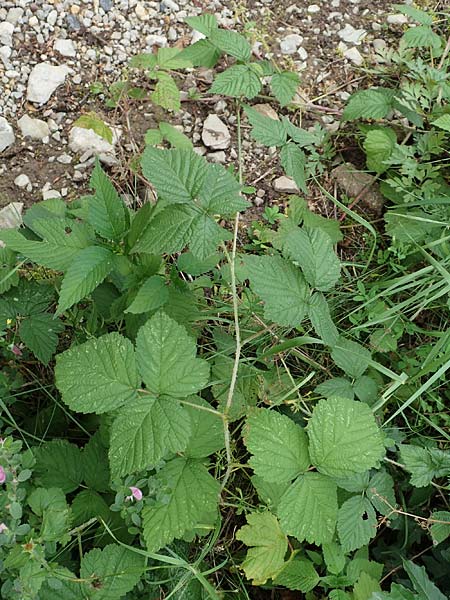 Rubus hadracanthos \ Dickstachelige Haselblatt-Brombeere / Thick-Spined Bramble, D Calden-Ehrsten 29.7.2019