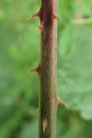 Rubus hadracanthos \ Dickstachelige Haselblatt-Brombeere / Thick-Spined Bramble, D Calden-Ehrsten 29.7.2019