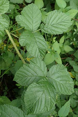 Rubus hadracanthos \ Dickstachelige Haselblatt-Brombeere / Thick-Spined Bramble, D Calden-Ehrsten 29.7.2019